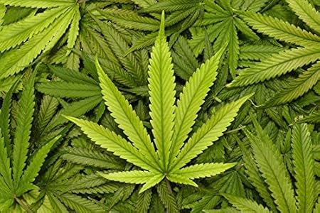 Cannabis Lubricant 125 ml – Scivolamento Naturale alla Canapa